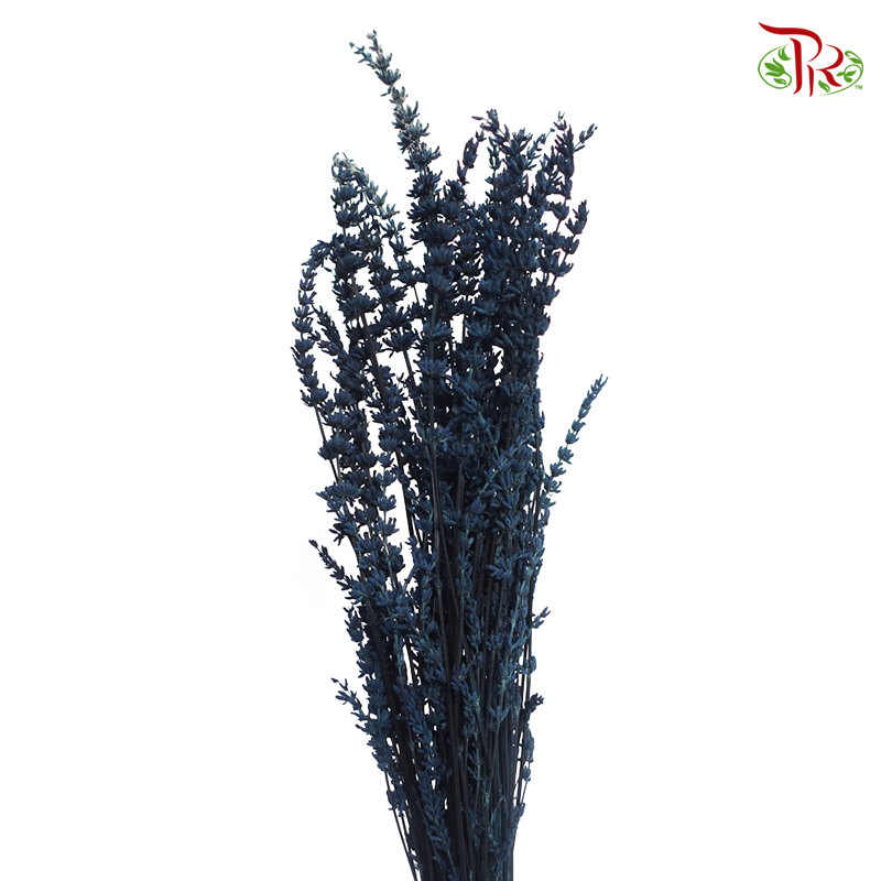 Dry Lavender - Dark Navy Blue (Per Bunch)-Dark Navy Blue-China-prflorist.com.my