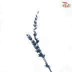 Dry Lavender - Dark Navy Blue (Per Bunch)-Dark Navy Blue-China-prflorist.com.my