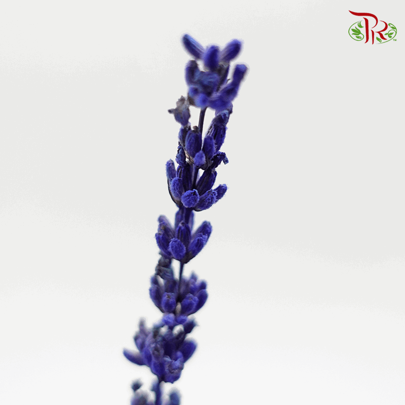 Dry Lavender - (Per Bunch)-Purple-Import-prflorist.com.my