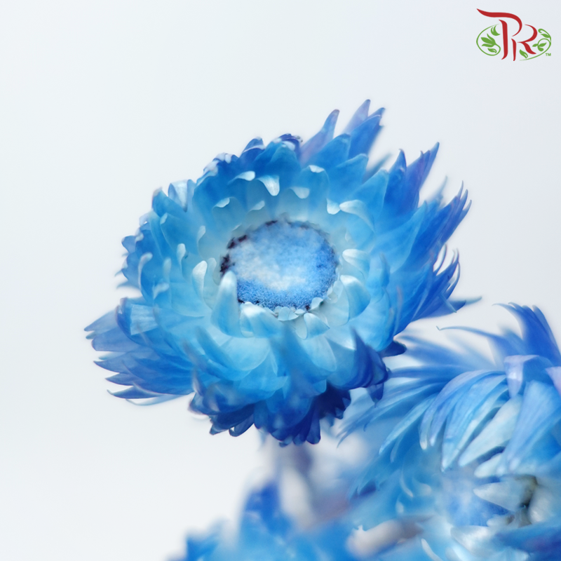 Dry Mini Silver Daisy - Blue (Per Bunch)-Blue-China-prflorist.com.my