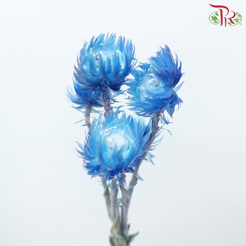 Dry Mini Silver Daisy - Blue (Per Bunch)-Blue-China-prflorist.com.my