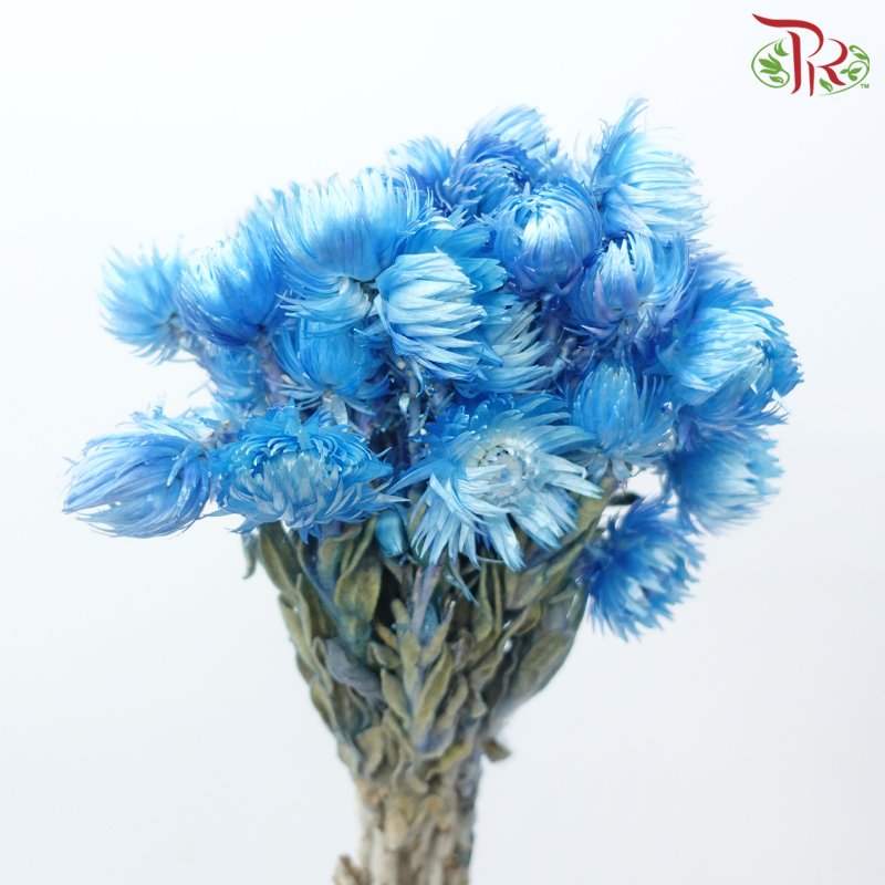 Dry Mini Silver Daisy - Blue (Per Bunch)-Blue-China-prflorist.com.my