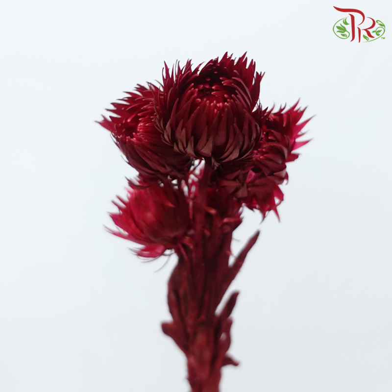 Dry Mini Silver Daisy - Dark Red (Per Bunch)-Dark Red-China-prflorist.com.my