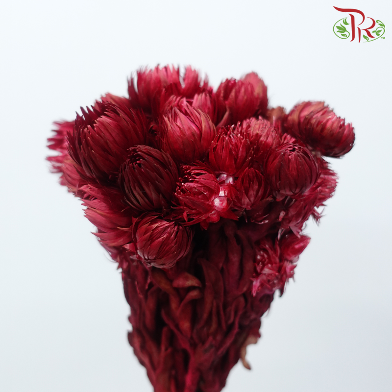 Dry Mini Silver Daisy - Dark Red (Per Bunch)-Dark Red-China-prflorist.com.my