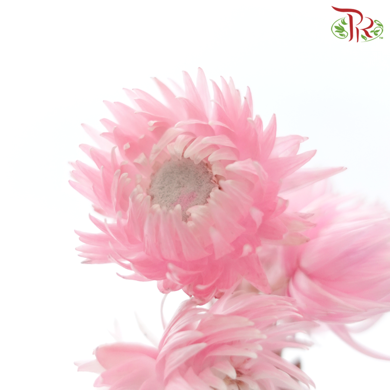 Dry Mini Silver Daisy - Light Pink (Per Bunch)-Light Pink-China-prflorist.com.my