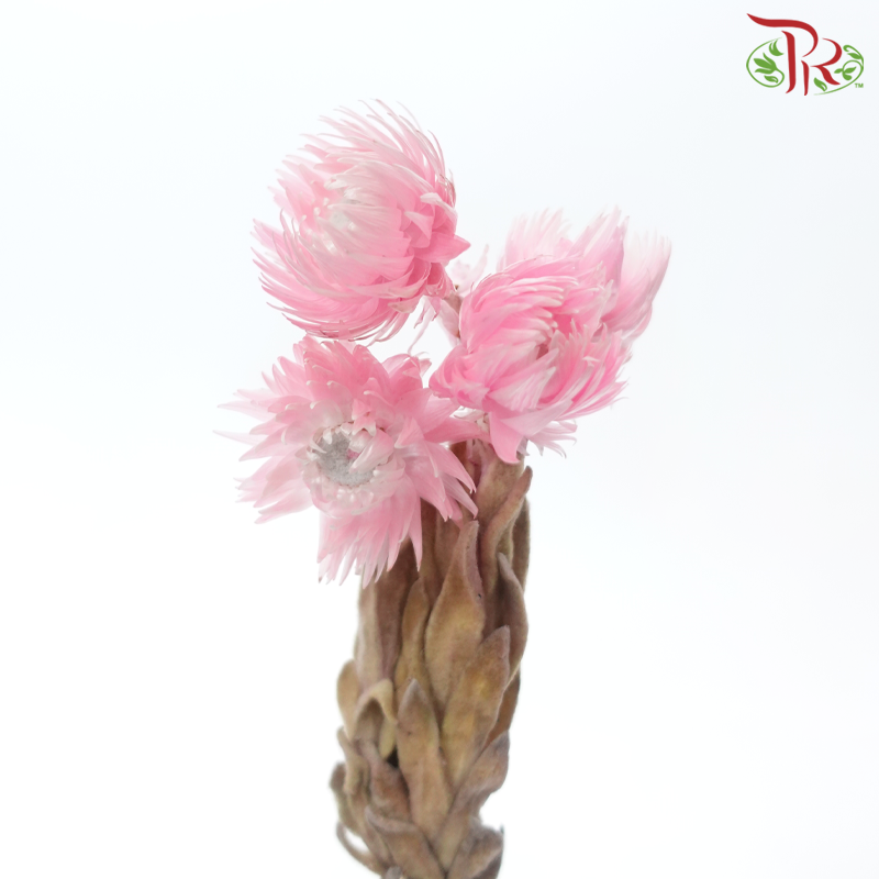 Dry Mini Silver Daisy - Light Pink (Per Bunch)-Light Pink-China-prflorist.com.my