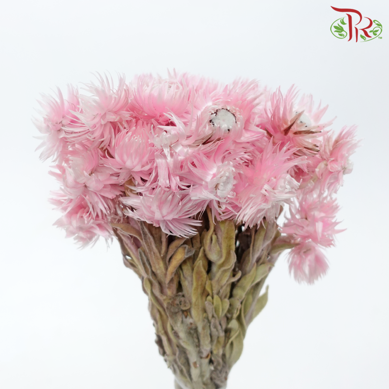 Dry Mini Silver Daisy - Light Pink (Per Bunch)-Light Pink-China-prflorist.com.my