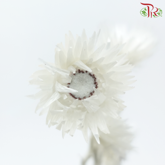 Dry Mini Silver Daisy - White (Per Bunch)-White-China-prflorist.com.my