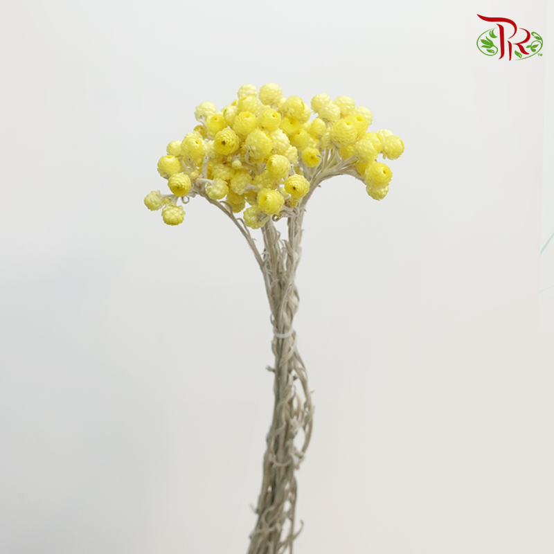 Dry Motherwort - Yellow-Yellow-China-prflorist.com.my