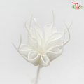 Dry Nigella Pods - White (Per Bunch)-White-China-prflorist.com.my