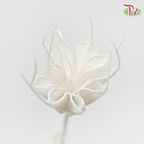 Dry Nigella Pods - White (Per Bunch)-White-China-prflorist.com.my
