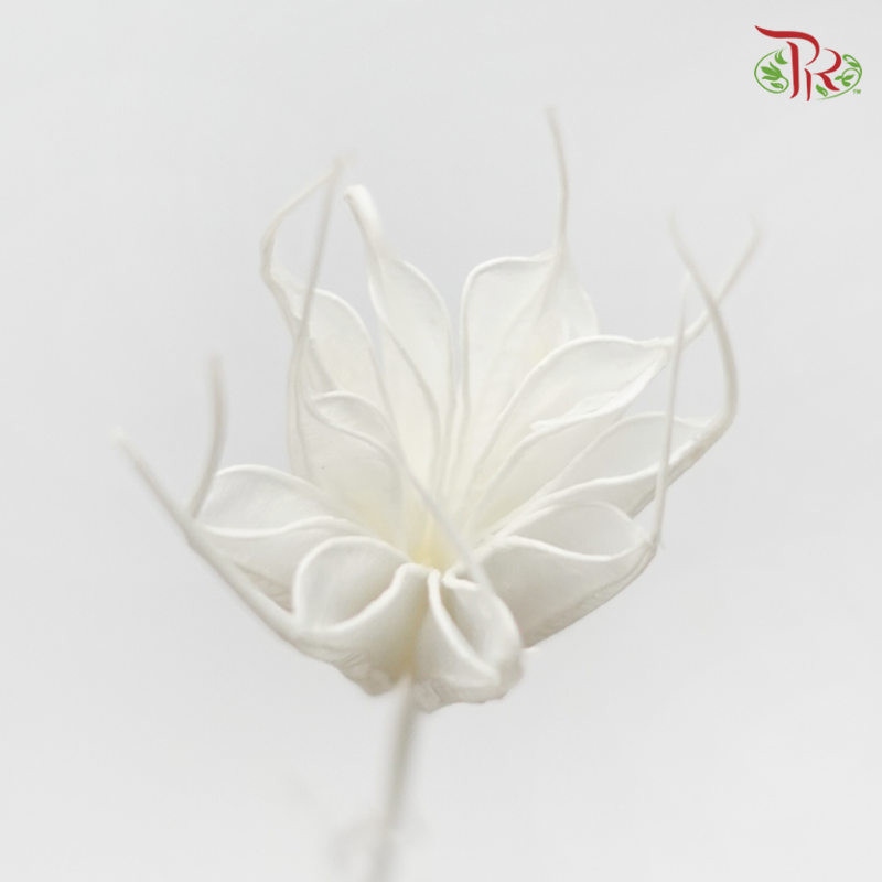 Dry Nigella Pods - White (Per Bunch)-White-China-prflorist.com.my