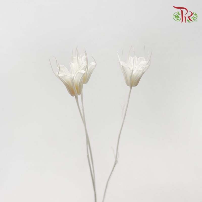 Dry Nigella Pods - White (Per Bunch)-White-China-prflorist.com.my