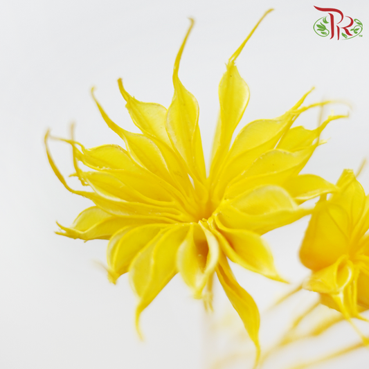 Dry Nigella Pods - Yellow (Per Bunch)-Yellow-China-prflorist.com.my