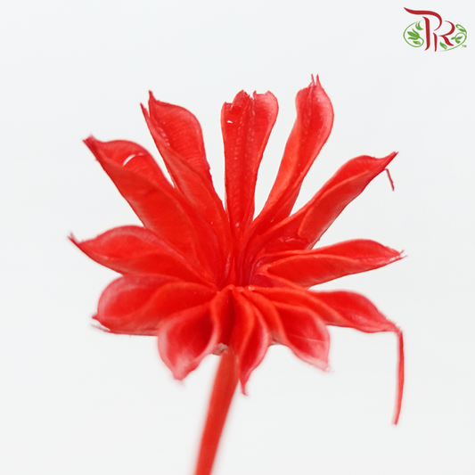 Dry Nigellia Pods - Red (Per Bunch)-Red-China-prflorist.com.my