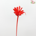 Dry Nigellia Pods - Red (Per Bunch)-Red-China-prflorist.com.my