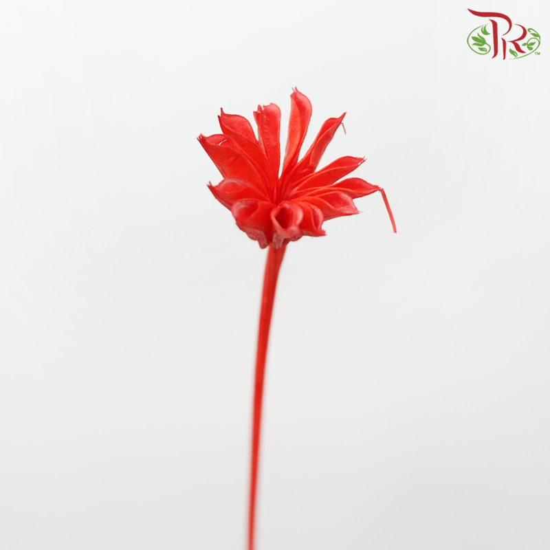 Dry Nigellia Pods - Red (Per Bunch)-Red-China-prflorist.com.my