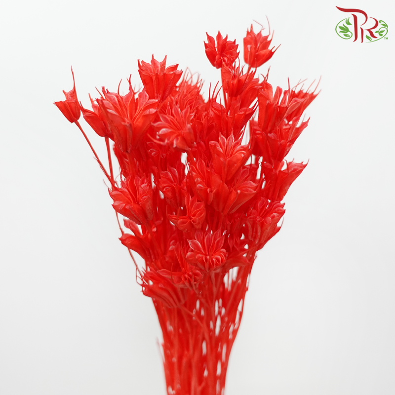 Dry Nigellia Pods - Red (Per Bunch)-Red-China-prflorist.com.my