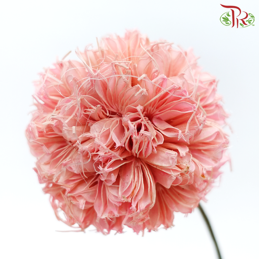 Dry Octagonal Ball - Pink (5 Stems)-Pink-China-prflorist.com.my