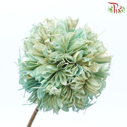 Dry Octagonal Ball - Turquoise (5 Stems)-Turquoise-China-prflorist.com.my