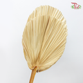 Dry Palm Dyed - Round (5 Stems)-China-prflorist.com.my