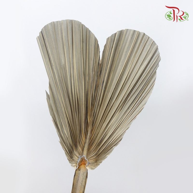 Dry Palm Natural - Heart (5 Stems)-China-prflorist.com.my