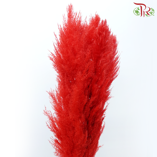 Dry Pampas 115-120cm - Red (5 Stems)-Red-China-prflorist.com.my