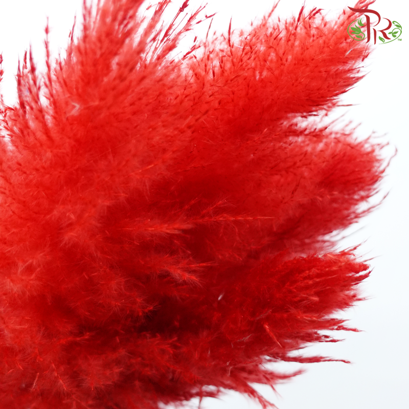 Dry Pampas 115-120cm - Red (5 Stems)-Red-China-prflorist.com.my
