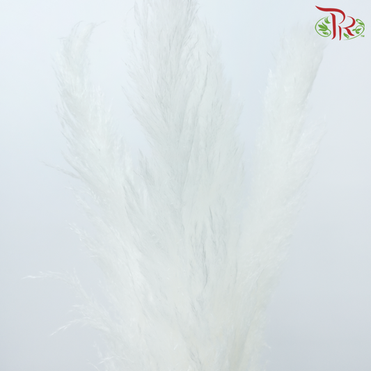 Dry Pampas 115-120cm - White (5 Stems)-White-China-prflorist.com.my