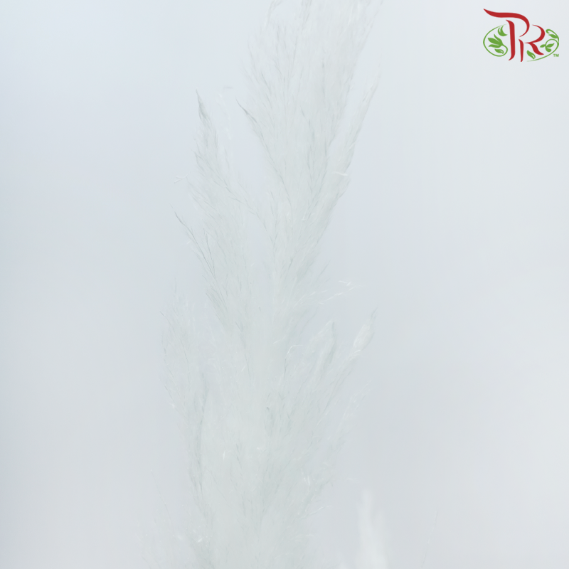 Dry Pampas 115-120cm - White (5 Stems)-White-China-prflorist.com.my