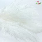 Dry Pampas 115-120cm - White (5 Stems)-White-China-prflorist.com.my