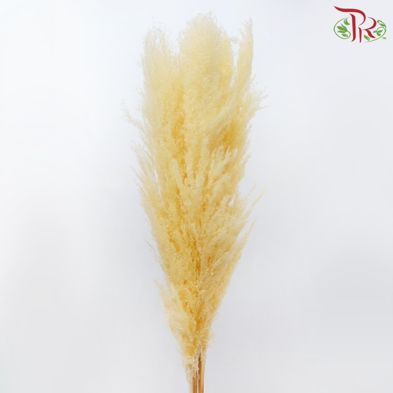 Dry Pampas 135cm - Light Orange (5 Stems)-Light Orange-China-prflorist.com.my