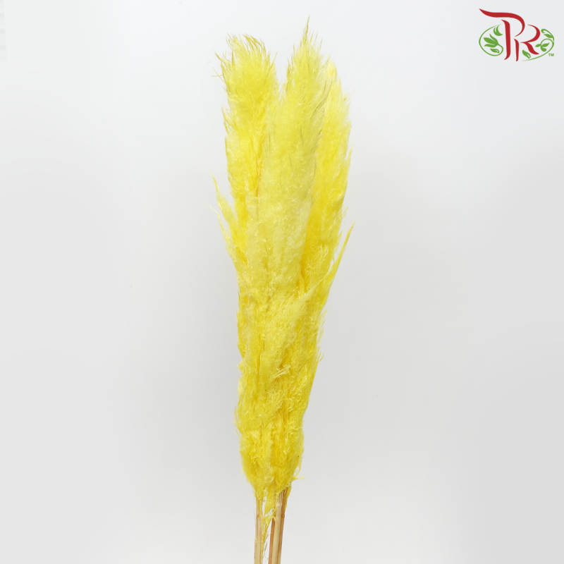 Dry Pampas 135cm - Yellow (5 Stems)-Yellow-China-prflorist.com.my