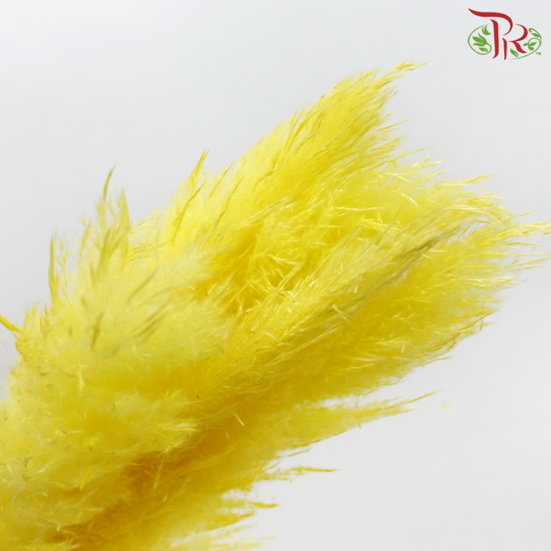 Dry Pampas 135cm - Yellow (5 Stems)-Yellow-China-prflorist.com.my