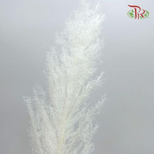 Dry Pampas Bleached / Colour - White-White-Import-prflorist.com.my