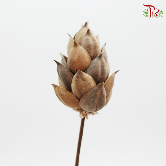 Dry Phoenix Tree Bud Full Brown(2 Stems)-Brown-Pudu Ria Florist-prflorist.com.my