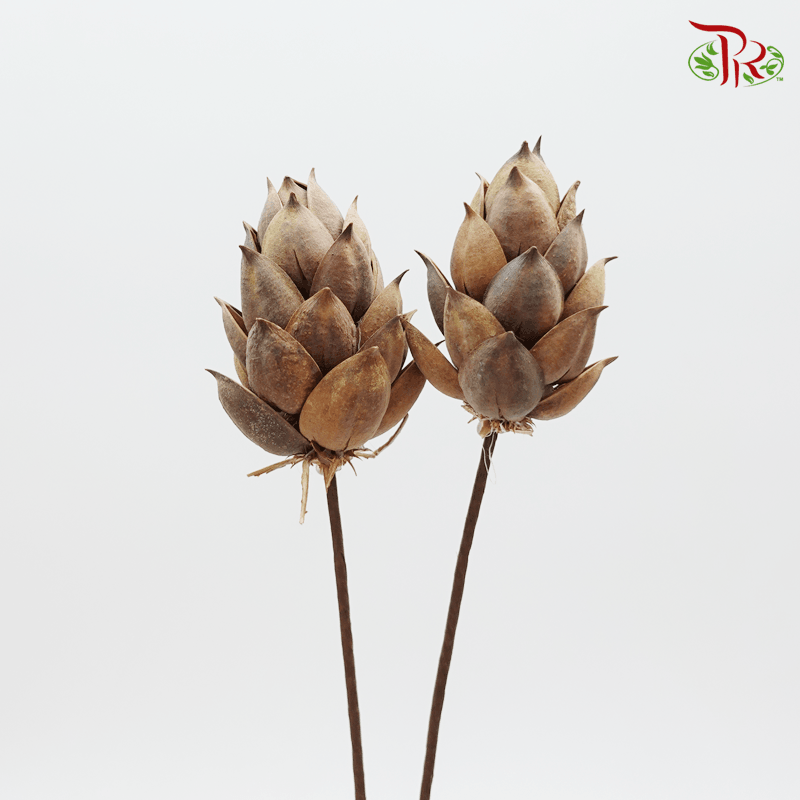 Dry Phoenix Tree Bud Full Brown(2 Stems)-Brown-Pudu Ria Florist-prflorist.com.my