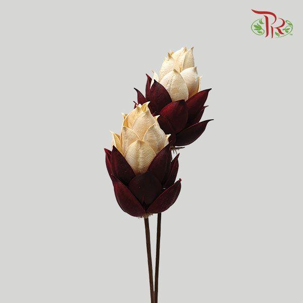 Dry Phoenix Tree Bud - Half Apricot Half Maroon-Maroon-China-prflorist.com.my