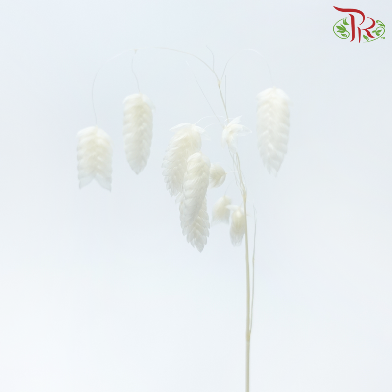 Dry Quacking Grass - White (Per Bunch)-White-China-prflorist.com.my
