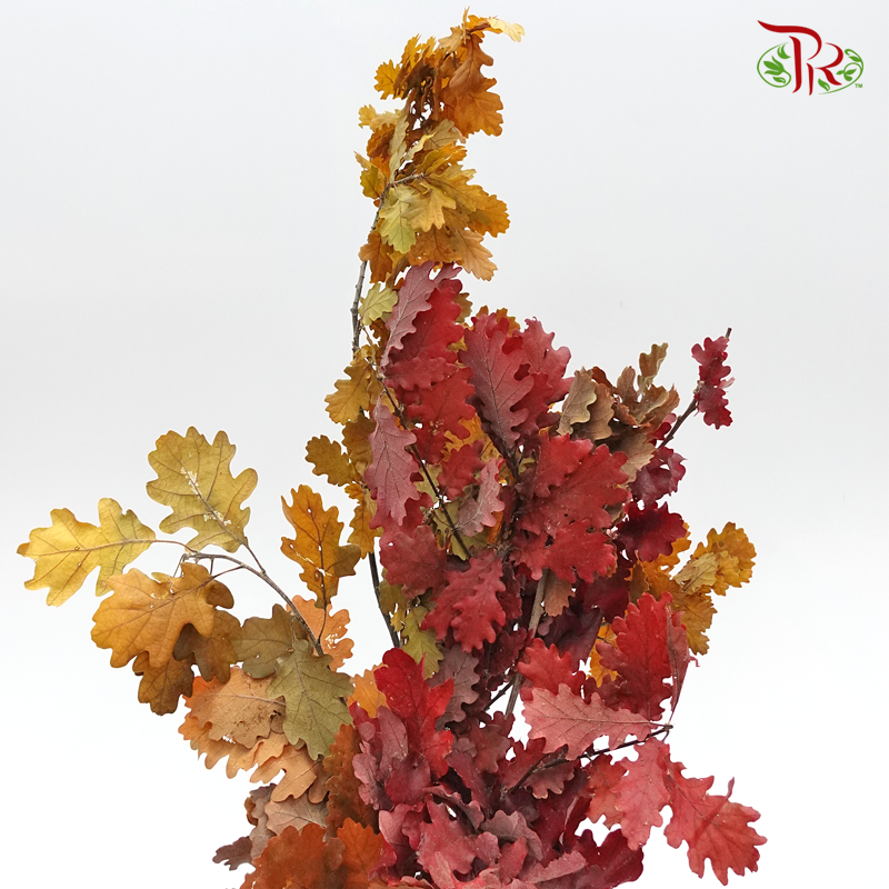 Dry Quercus - Autumn Colour (Per Bunch)-Orange-Import-prflorist.com.my