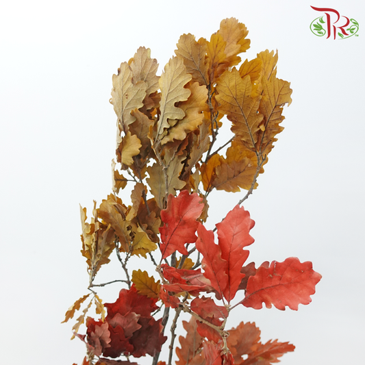 Dry Quercus - Autumn Colour (Per Bunch)-Orange-Import-prflorist.com.my