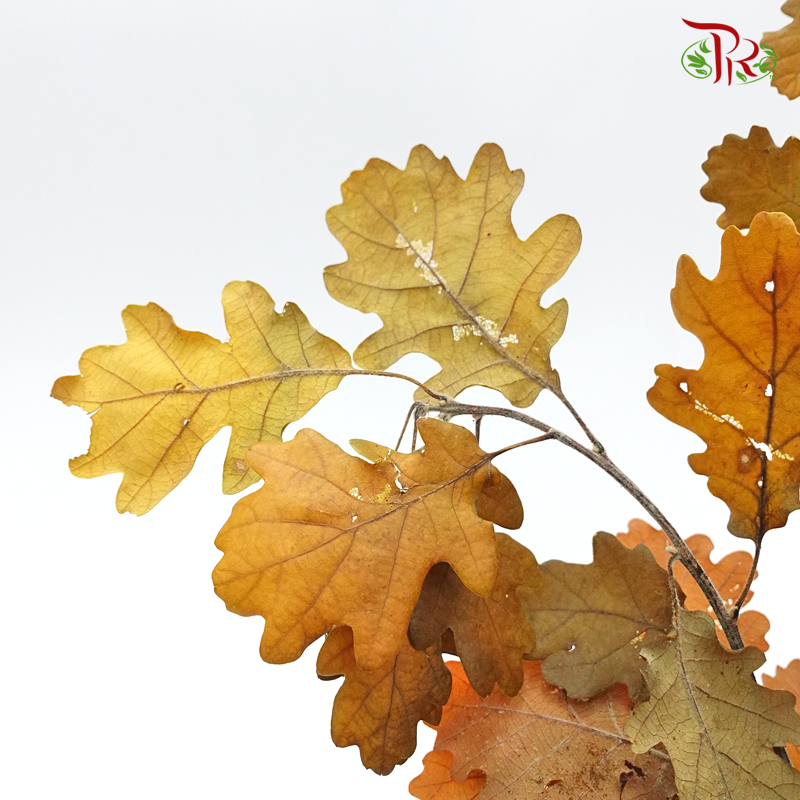 Dry Quercus - Autumn Colour (Per Bunch)-Orange-Import-prflorist.com.my