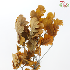 Dry Quercus - Autumn Colour (Per Bunch)-Orange-Import-prflorist.com.my