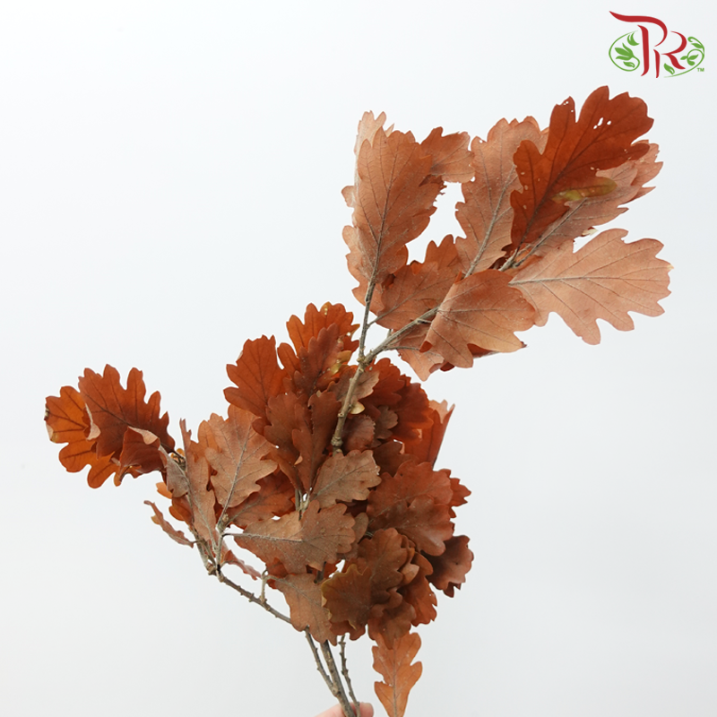 Dry Quercus - Autumn Colour (Per Bunch)-Orange-Import-prflorist.com.my