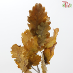 Dry Quercus - Autumn Colour (Per Bunch)-Orange-Import-prflorist.com.my
