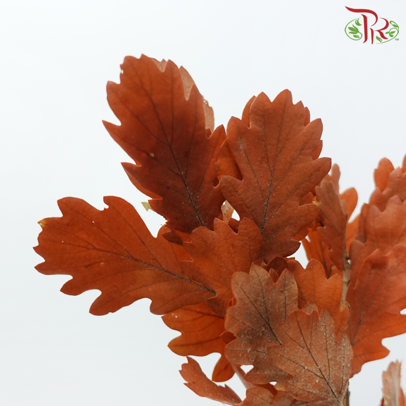 Dry Quercus - Autumn Colour (Per Bunch)-Orange-Import-prflorist.com.my