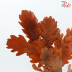 Dry Quercus - Autumn Colour (Per Bunch)-Orange-Import-prflorist.com.my