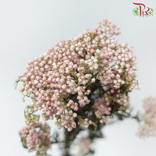 Dry Rice Flower Natural - Light Pink (Per Bunch)-Pink-Import-prflorist.com.my