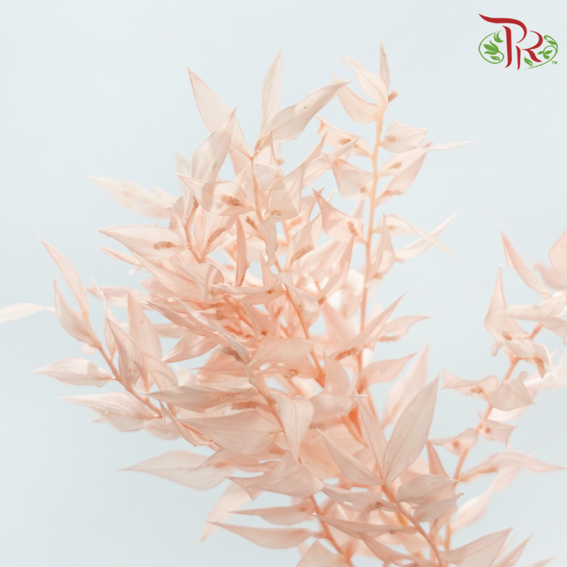 Dried Ruscus - Light Baby Pink (Per Bunch) – Pudu Ria Florist
