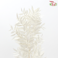 Dry Ruscus - Dyed White-White-China-prflorist.com.my